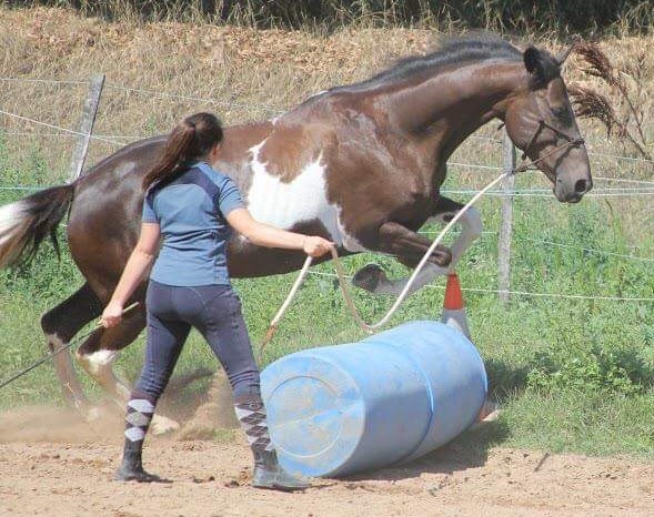 Équitation éthologique